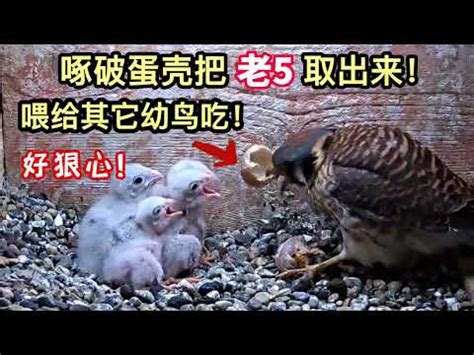 鳥媽媽棄巢 屬猴財運